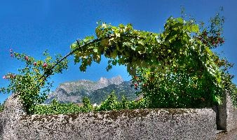 Maienfeld Weinberg 2.jpg